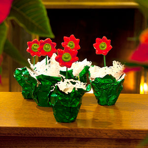 Poinsettia Lifestyle 1080